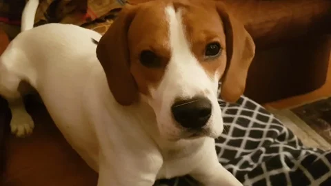Beagle dog on the couch Stock-Footage 82463826