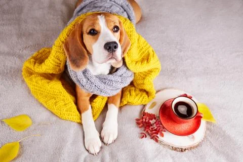 A beagle dog with a cup of coffee Stock Photos