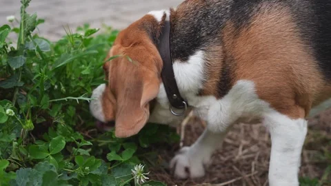 A beagle dog curiously sniffs and licks the green grass. Animal health concept. Stock-Footage 270535585