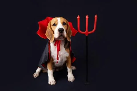 A beagle dog with devil horns, a red and black cape and a trident as a costum Stock Photos