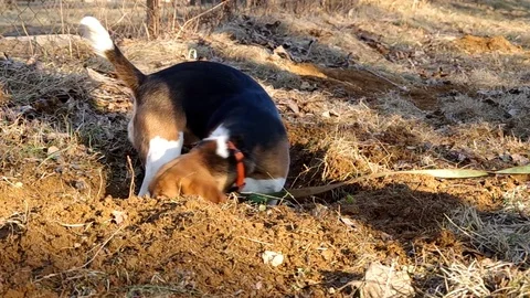 A beagle dog  dig a hole Stock Footage 77245997