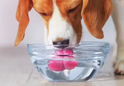 Beagle dog drinking Foto stock