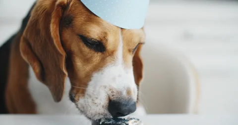 Beagle dog eats cake in the kitchen for his birthday. Beagle dog portrait. Close Stock Footage 202137714