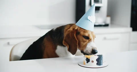 Beagle dog eats cake in the kitchen for his birthday. Beagle dog portrait. Stock Footage 202137781
