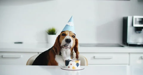 Beagle dog eats cake in the kitchen for his birthday. Beagle dog portrait. Stock Footage 202139939