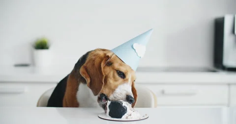 Beagle dog eats cake in the kitchen for his birthday. Beagle dog portrait. Stock Footage 202211199