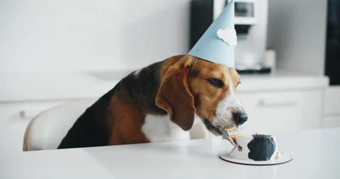 Beagle dog eats cake in the kitchen for his birthday. Beagle dog portrait. Stock Footage 202593109