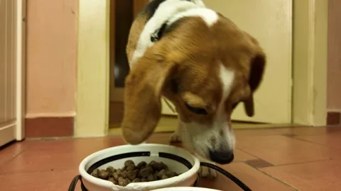 Beagle dog eats dried pellets from the bowl. The dog eats the food from the bowl Stock Footage 279720780