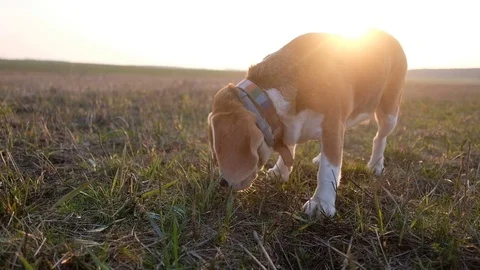 Beagle dog eats the first spring grass during a walk Stock Footage 106627349