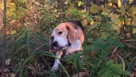 Beagle dog eats green grass Stock Footage 116491431
