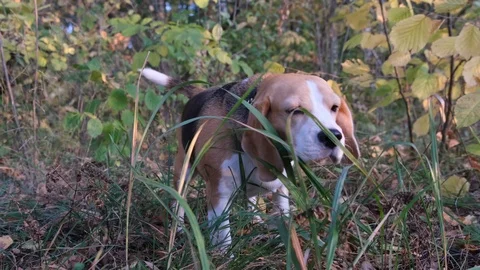 Beagle dog eats green grass Stock Footage 116529919
