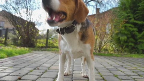 A beagle dog eats a walnut Stock-Footage 328164129