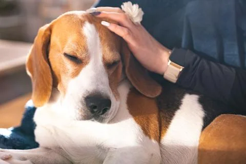 Beagle dog enjoy stroking while lying on sofa at home Stock Photos