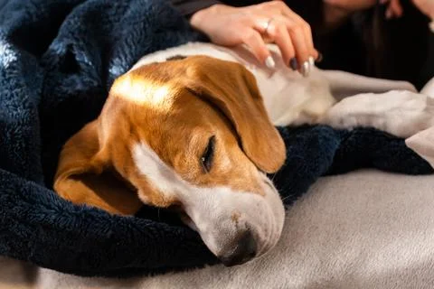 Beagle dog enjoy stroking while lying on sofa at home Stock Photos
