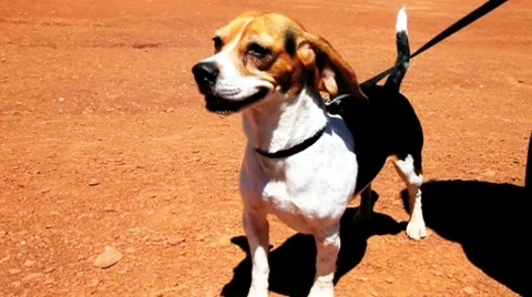 Beagle Dog Enjoying the Summer Wind Stock Footage 7746142
