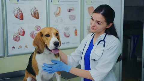 Beagle dog on examination in the office of a veterinarian. 库存影片 115288853