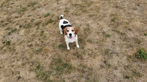 The beagle dog exploring a dry grassy field from an aerial perspective Stock Footage 342879353