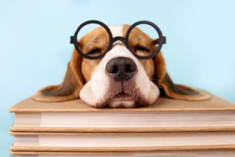 Beagle dog in glasses sleeping on stack of books on blue isolated backgroun.. Stock Photos
