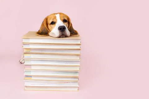 Beagle dog in glasses on stack of books on pink isolated background Stock Photos