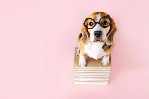 Beagle dog in glasses on stack of books on pink isolated background Stock Photos