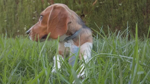 Beagle Dog in the Grass Stock Footage 113202371