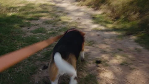 A Beagle dog is happily walking on a sunlit nature trail, exploring the outdoors Stock Footage 278478024