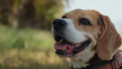 A Beagle dog is happily walking on a sunlit nature trail, exploring the outdoors Stock Footage 283382832