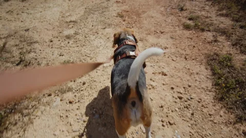 A Beagle dog is happily walking on a sunlit nature trail, exploring the outdoors Stock Footage 283383235