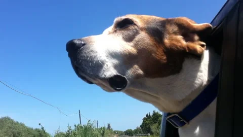 Beagle Dog Has Her Head Out A Car Window Stock Footage 163665920