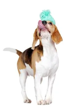 Beagle dog with a hat on the head looking up and lickens Stock Photos