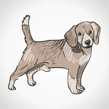 Beagle Dog Illustrazione stock