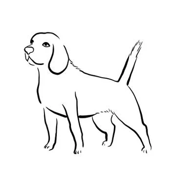 Beagle dog Stock Illustration