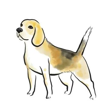 Beagle dog Stock Illustration