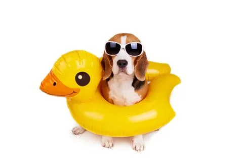 A beagle dog in an inflatable floating circle in the shape of a duckling Stock Photos