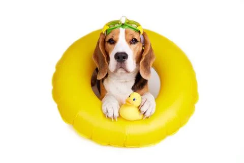 Beagle dog in an inflatable floating circle on a white isolated background... Stock Photos