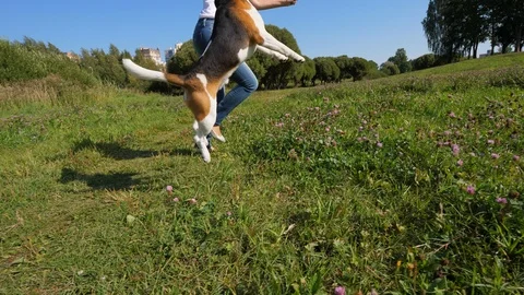 Beagle dog jump high to catch toy, play with happy smiling girl, slow motion Stock Footage 94124356