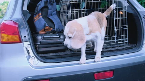 Beagle dog jumping out of car trunk. Travel with Stock Footage 248902207