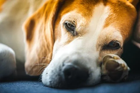 A Beagle dog is laying down with its head on its paw Stock Photos