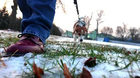 Beagle dog on a leash walks with owner on a snowy park ground during winter.  写真素材