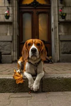 Beagle dog looking at the camera Stock Photos