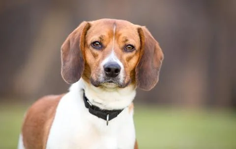 A Beagle dog looking at the camera 库存照片