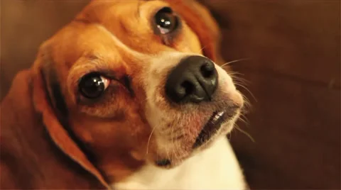 Beagle dog looking up Stock Footage 39861510