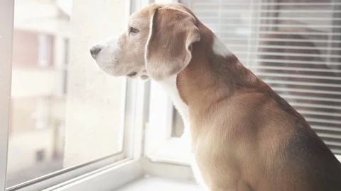Beagle dog looking out of window for the street Stock-Footage 79031533
