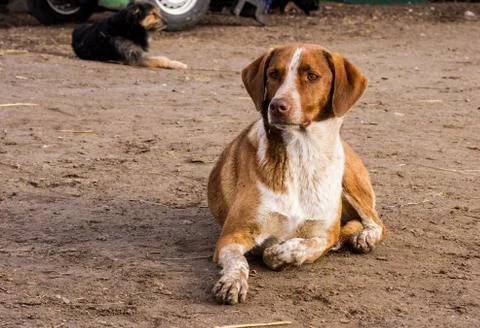 Beagle dog looking 库存照片