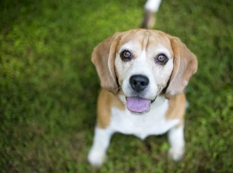 A Beagle dog looking up Stock Photos