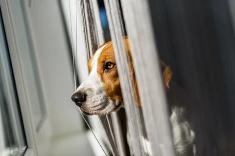 Beagle dog looking through the window Stock Photos