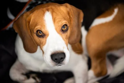 Beagle dog lying and looking up towards the camera Stock Photos