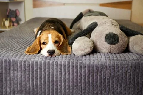 A beagle dog is lying on a bed on a gray blanket next to a large stuffed anim 写真素材