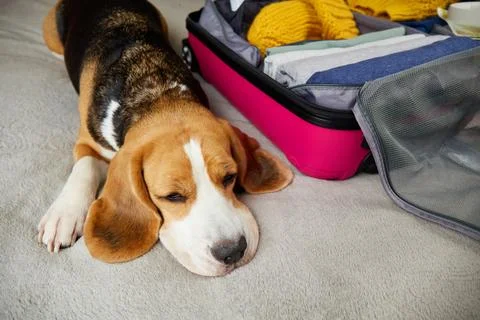 A beagle dog is lying on the bed next to an open suitcase with clothes. Stock-Fotos