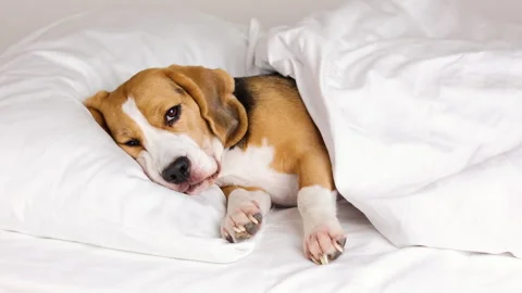 The beagle dog is lying in bed on a pillow under a blanket. Vidéo 242235273